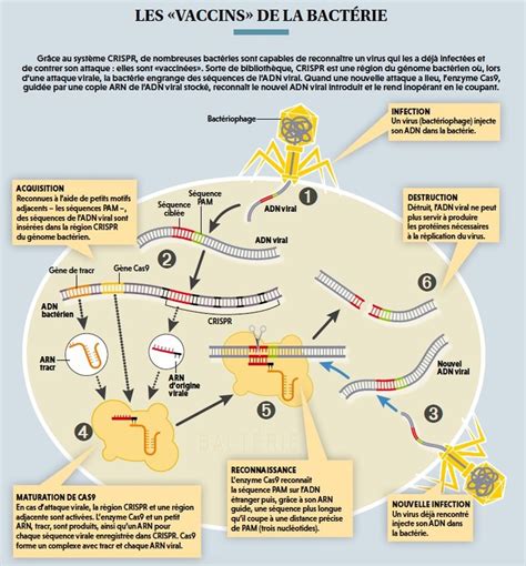 CRISPR Cas 9 l outil qui révolutionne la génétique Pour la Science