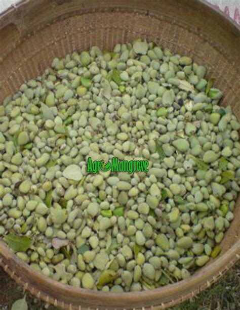 Jual Biji Api Api Agro Mangrove