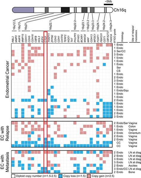 CTCF Genetic Alterations In Endometrial Carcinoma Are Pro Tumorigenic