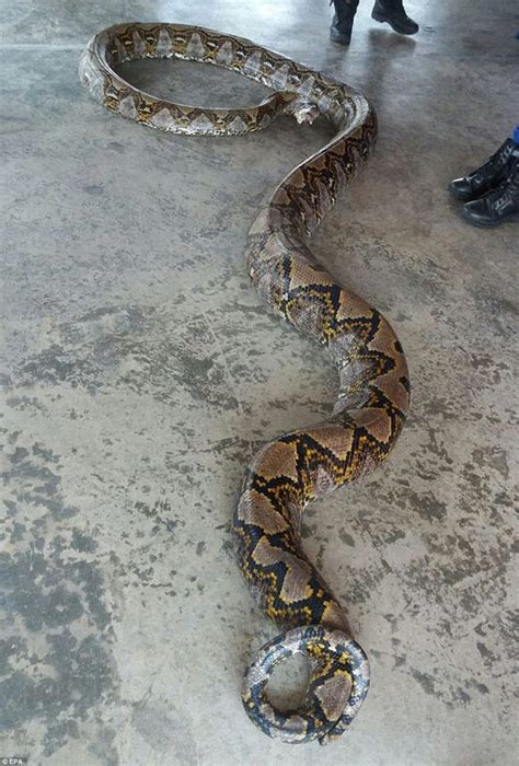 Massive 26ft Long Reticulated Python Found On Malaysian Island