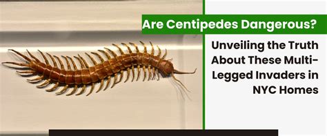 Are Centipedes Dangerous? - Best @ Pest NYC