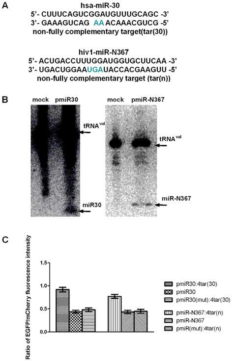 Validation Of The Dual Fluorescent Protein Reporter System As An Mirna Download Scientific