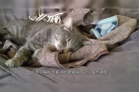 猫咪把袋鼠当成了大老鼠，上前就想锁喉，下一秒看完忍住别笑 袋鼠 老鼠 猫咪