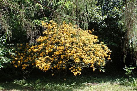 Rhododendron Champagne Bg Meise Ruud De Block Flickr