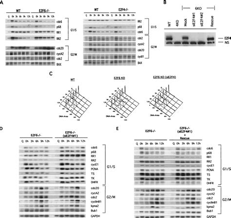 A role for E2F6 in distinguishing G1/S- and G2/M-specific transcription 