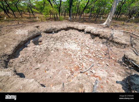 Feeding Ground For The Giant Sable Antelope Royal Sable Antelope