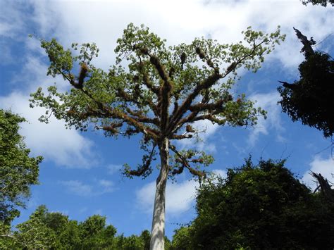 Kapok Tree In Rainforest