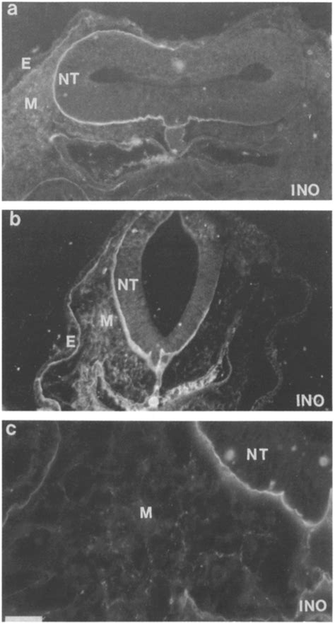 Figure L Fluorescence Photomicrographs Of Transverse Cryostat Sections