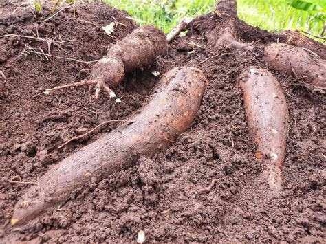 Farmer Harvests One Cassava Plant In The Rice Field During The Day Cassava Is A Tuber Root That