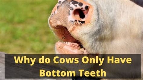 Why Do Cows Only Have Bottom Teeth The Livestock Expert