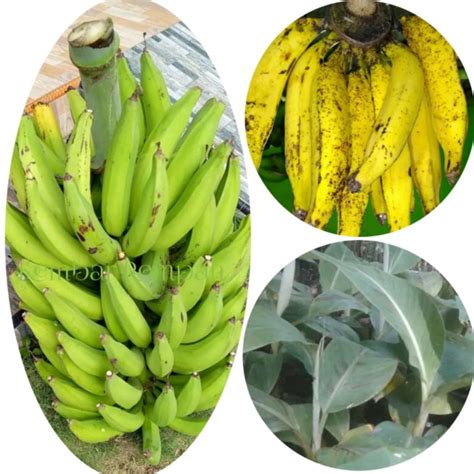 Jual All Varian Bibit Semua Jenis Pisang Unggul Shopee Indonesia