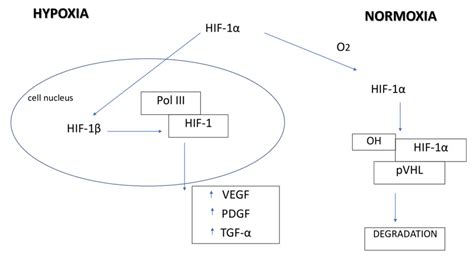 Hypoxia Induced Factor 1α And Its Role In Endometrial Cancer