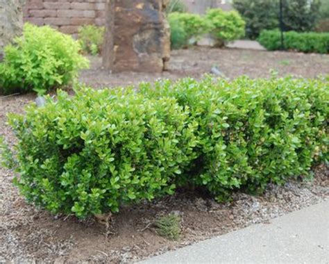 Boxwood