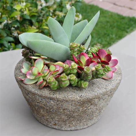 Colorful Succulent Arrangement In Hand Made Pot Succulent Centerpiece