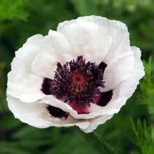 Orientalischer Mohn Papaver orientale Perry s White weiß