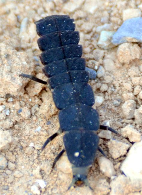 EN EL MONCAYO: Luciérnaga (Larva) (Lampyridae)