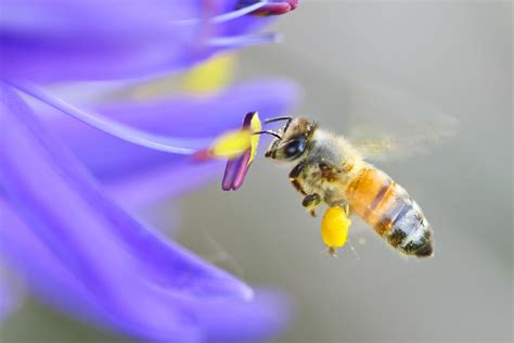 Gentle Bee Stock Wildflower Meadows