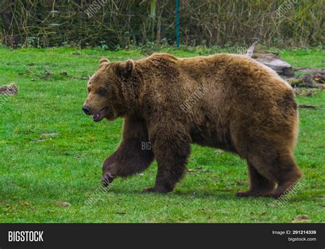 Bear Walking