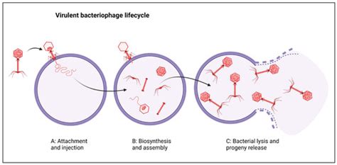 Viruses Free Full Text Phage Therapy For Multi Drug Resistant