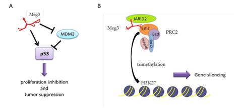 Meg Functional Pathways A Schematic Representation Of Meg As A