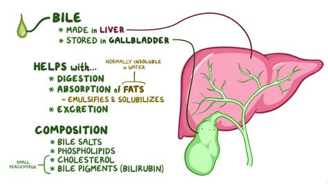 Bile Secretion And Enterohepatic Circulation Osmosis