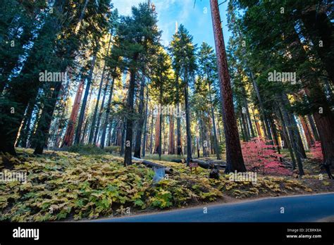 Sequoia National Park at Sunrise California USA Stock Photo - Alamy