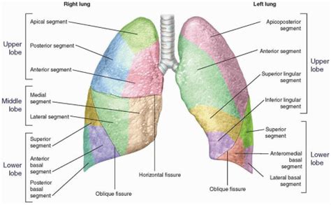 Lung Neupsy Key