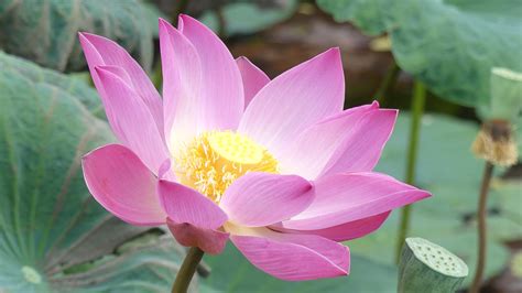 Image Pink Color Flower Lotus Flower Closeup 1920x1080