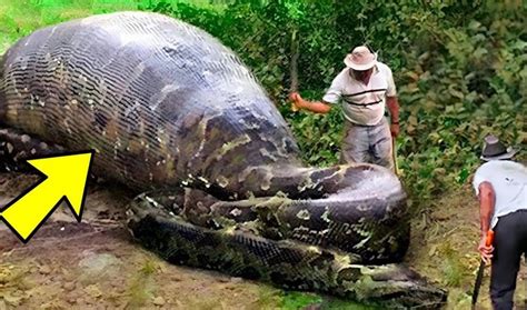 Estes trabalhadores encontraram uma cobra gigante não vais acreditar