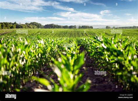 Corn Field Landscape Hi Res Stock Photography And Images Alamy