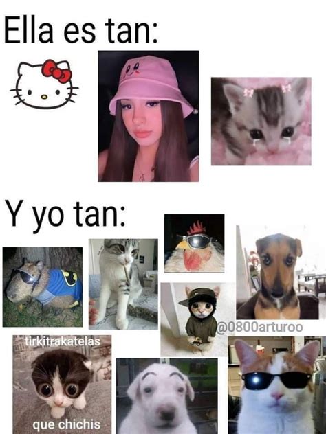 Pin De Heidimichi En Gatos Imágenes Divertidas Imágenes Humorísticas