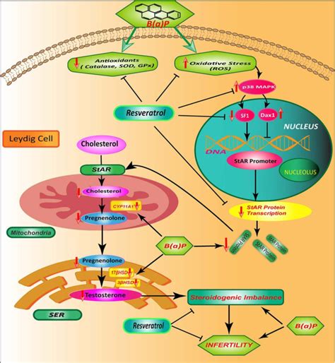 Schematic Diagram Showing The Mode Of Protective Action Of Res On