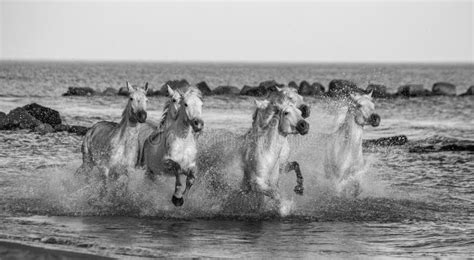 Os Cavalos Brancos De Camargue Que Galopam Ao Longo Do Mar Encalham