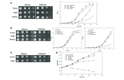 Effect Of Vope On Yeast Growth A W303 1a Transformants Carrying Download Scientific