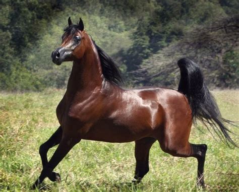 Qual É O Cavalo Mais Barato Do Mundo - Qual é o cavalo mais caro do mundo? Veja a resposta aqui – Fazenda da ...