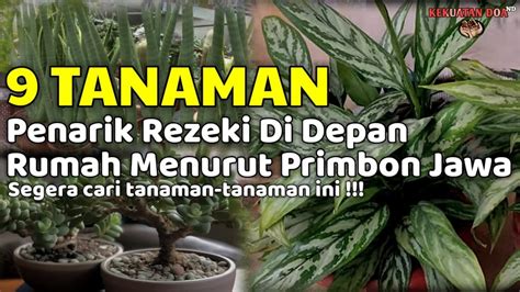 TANDURAN HOKI INILAH 9 TANAMAN PEMBAWA REZEKI DI DEPAN RUMAH MENURUT