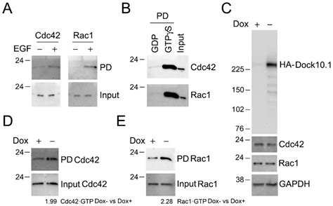 Activation Of Cdc42 And Rac1 By Dock10 1 A Activation Of Cdc42 And Download Scientific