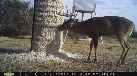 Bucks Hitting The Cottonseed Pic Heavy Texags