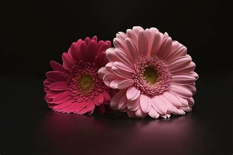 HD Wallpaper Two Pink Calendula Flowers Gerbera Gerbera Daisy Petal