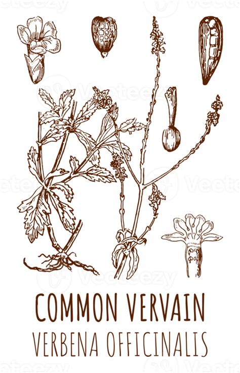 Free Drawings Of Common Vervain Hand Drawn Illustration Latin Name Verbena Officinalis