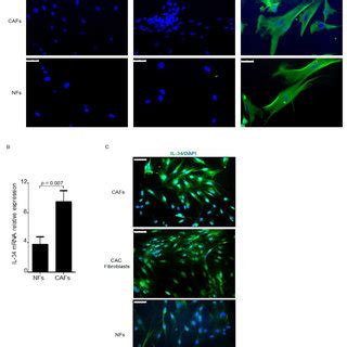 Il Induces Netrin And B Fgf Protein Expression A Serum Starved