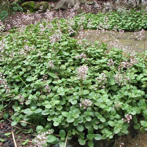 Crassula Multicava The Garden Hows