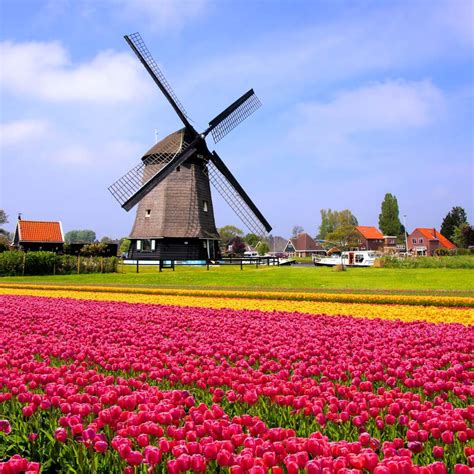 Dutch Tulip Field And Windmill Wallpaper Mural Windmill The Netherlands Tulip Fields 900x900