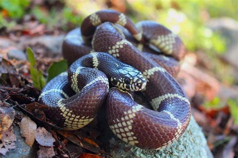 20 Tiny Pet Snakes That Stay Small Beginner Snake Breed Guide