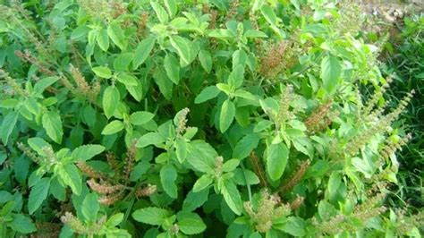 Tulsi Manjari Ke Upay घर में इन जगहों पर रखें तुलसी मंजरी नहीं होगी पैसों की बर्बादी Tulsi