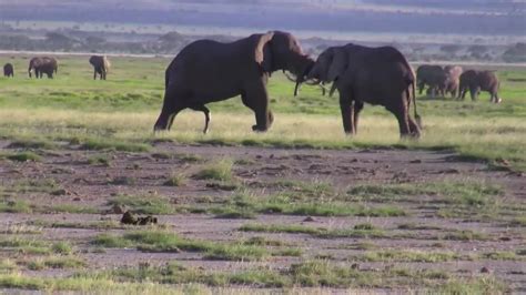 Elephants Mating Playing And Fighting In Kenya And Tanzania Youtube