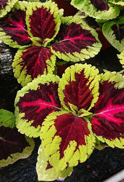 Coleus Blumei Plectranthus Scutellarioides Guide Our House Plants