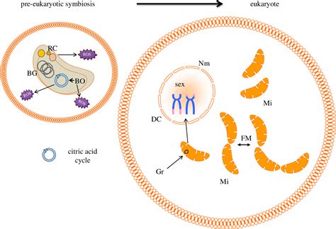 Figure 1 From What Can We Infer About The Origin Of Sex In Early Eukaryotes Semantic Scholar