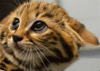 The World's Deadliest Cat Is Deceptively Cute | RealClearScience