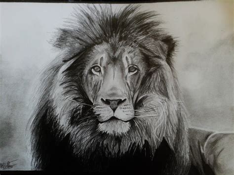 Lion Realistic Drawing at GetDrawings | Free download